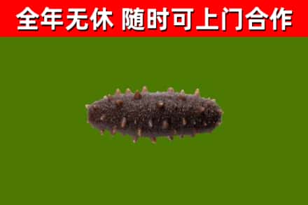 准格尔旗烟酒回收干海参.jpg